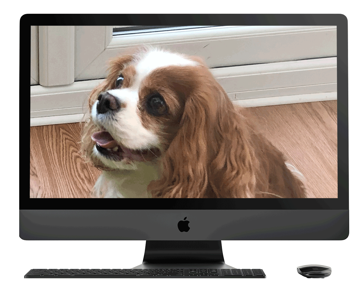 imac-dog