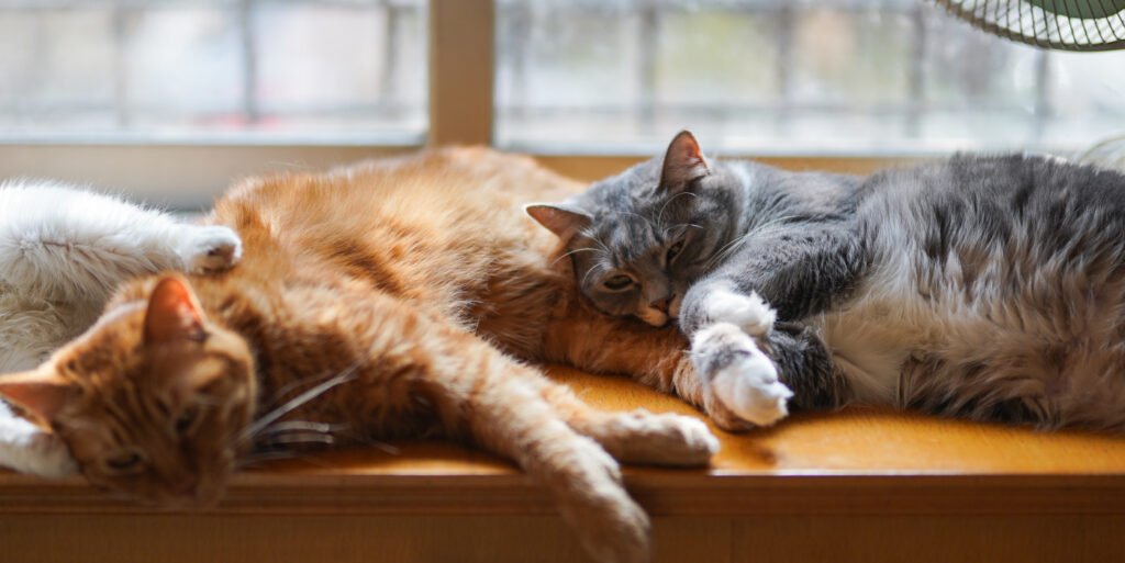 cats1