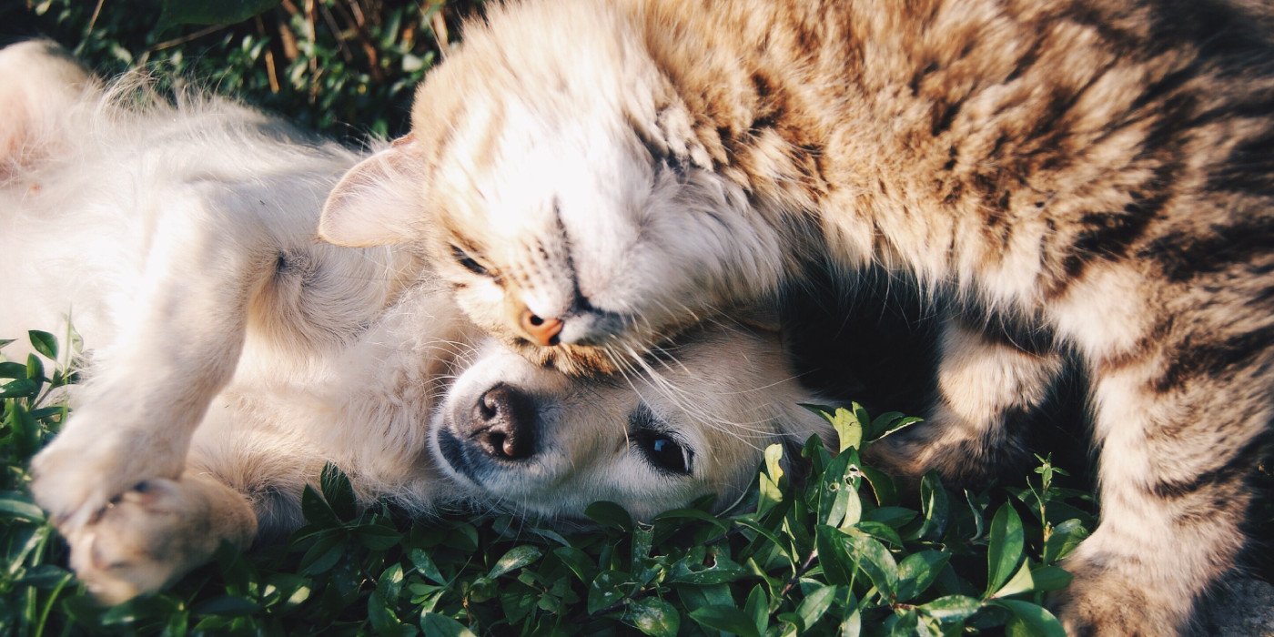 dogandcatbehaviour