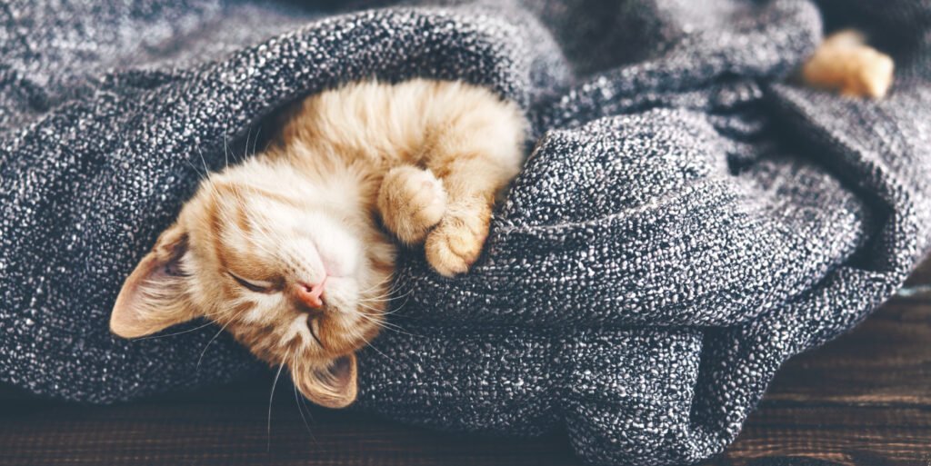 Cute,Little,Ginger,Kitten,Is,Sleeping,In,Soft,Blanket,On