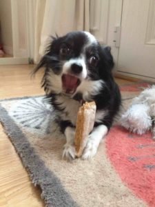 Small dog with home made chew